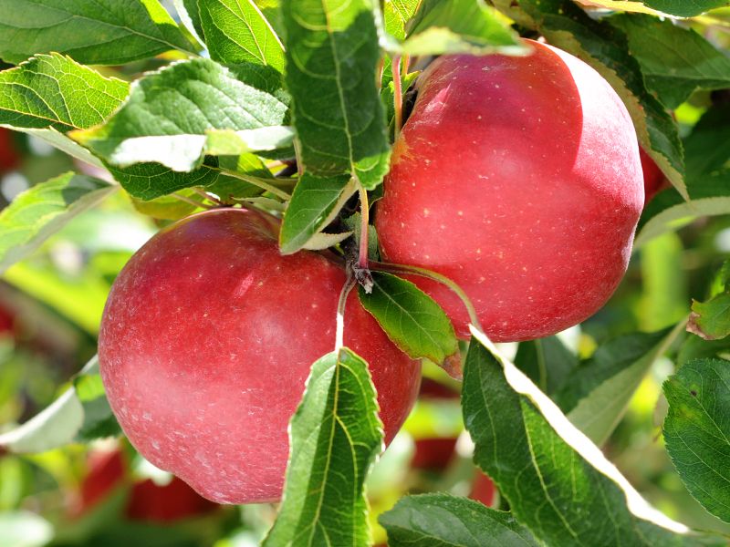 Produce Fern Ridge Fresh