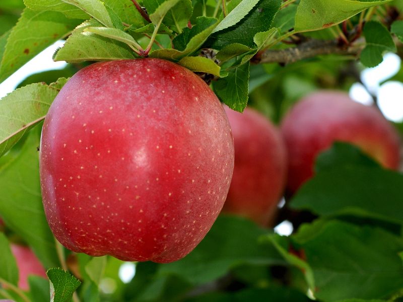 Produce Fern Ridge Fresh